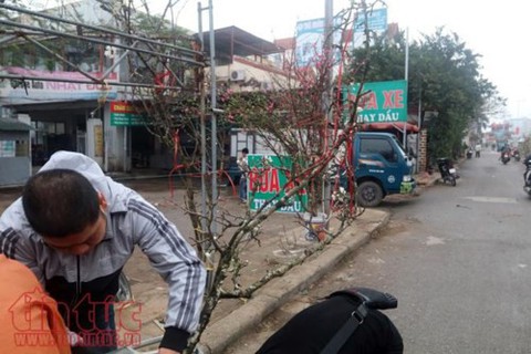 Thú chơi hoa đào sau Tết của người Hà Nộị - Ảnh 6. Thú chơi hoa đào sau Tết của người Hà Nộị - Ảnh 6.