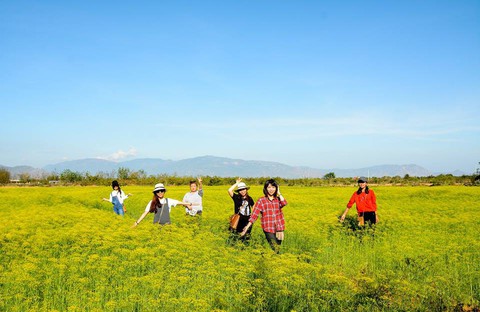 Cánh đồng hoa Ninh Thuận đóng cửa vì bị du khách dẫm nát - Ảnh 4. Cánh đồng hoa Ninh Thuận đóng cửa vì bị du khách dẫm nát - Ảnh 4.