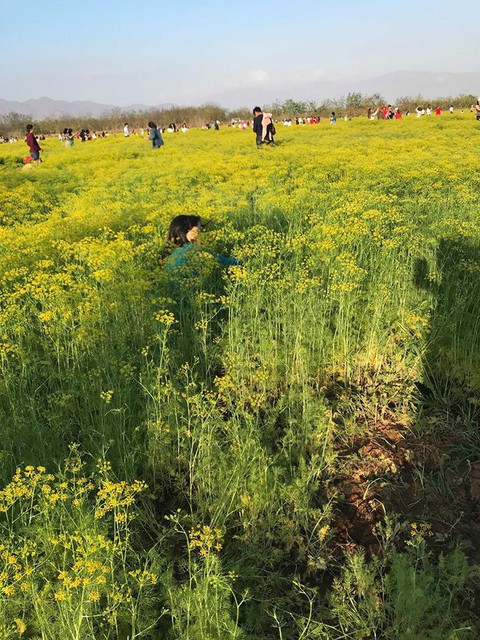 Cánh đồng hoa Ninh Thuận đóng cửa vì bị du khách dẫm nát - Ảnh 7. Cánh đồng hoa Ninh Thuận đóng cửa vì bị du khách dẫm nát - Ảnh 7.