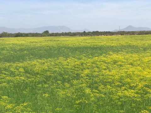 Cánh đồng hoa Ninh Thuận đóng cửa vì bị du khách dẫm nát - Ảnh 2. Cánh đồng hoa Ninh Thuận đóng cửa vì bị du khách dẫm nát - Ảnh 2.