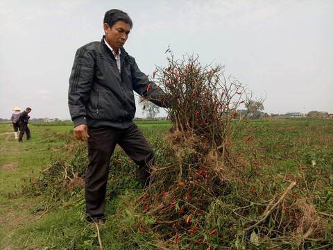 Nghi án phun thuốc diệt cỏ hủy hoại ruộng ớt của nông dân - Ảnh 2. Nghi án phun thuốc diệt cỏ hủy hoại ruộng ớt của nông dân - Ảnh 2.