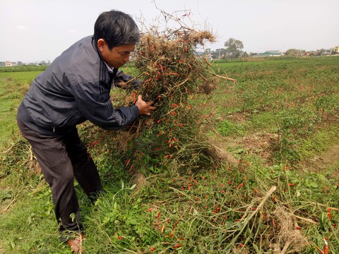 Nghi án phun thuốc diệt cỏ hủy hoại ruộng ớt của nông dân - Ảnh 1. Nghi án phun thuốc diệt cỏ hủy hoại ruộng ớt của nông dân - Ảnh 1.