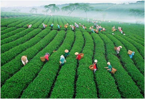 Bảo Lộc: Nhiều tiềm năng, lắm cơ hội - Ảnh 1. Bảo Lộc: Nhiều tiềm năng, lắm cơ hội - Ảnh 1.