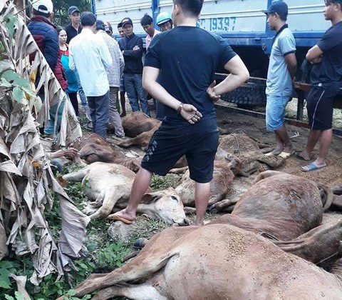 Truy tìm xe tải chở 13 con bò chết bán cho người dân - Ảnh 1. Truy tìm xe tải chở 13 con bò chết bán cho người dân - Ảnh 1.