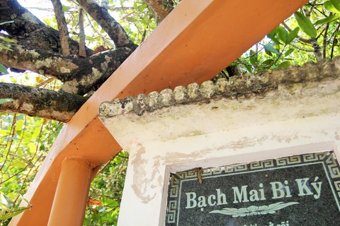 Tháng 3 về Bến Tre ngắm Bạch Mai 300 tuổi trổ bông - Ảnh 3. Tháng 3 về Bến Tre ngắm Bạch Mai 300 tuổi trổ bông - Ảnh 3.