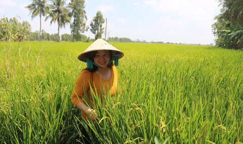 Lúa chất lượng cao thu lời cao - Ảnh 1. Lúa chất lượng cao thu lời cao - Ảnh 1.