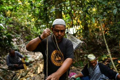 Săn mật ong trên những ngọn cây chọc trời ở Malaysia - Ảnh 5. Săn mật ong trên những ngọn cây chọc trời ở Malaysia - Ảnh 5.