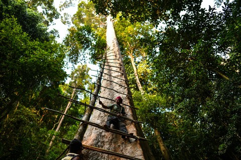 Săn mật ong trên những ngọn cây chọc trời ở Malaysia - Ảnh 8. Săn mật ong trên những ngọn cây chọc trời ở Malaysia - Ảnh 8.