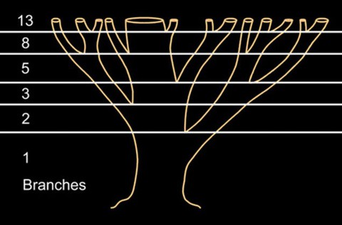 Dãy số Fibonacci và những bí ẩn trong tự nhiên - Ảnh 6. Dãy số Fibonacci và những bí ẩn trong tự nhiên - Ảnh 6.