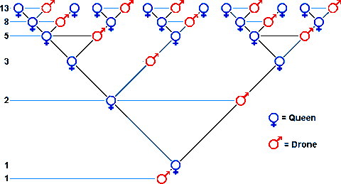 Dãy số Fibonacci và những bí ẩn trong tự nhiên - Ảnh 2. Dãy số Fibonacci và những bí ẩn trong tự nhiên - Ảnh 2.