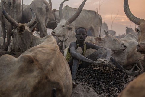 Trải nghiệm cuộc sống chăn bò của người Dinka ở Nam Sudan - Ảnh 13. Trải nghiệm cuộc sống chăn bò của người Dinka ở Nam Sudan - Ảnh 13.