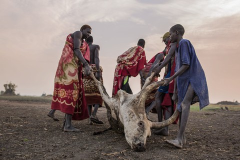 Trải nghiệm cuộc sống chăn bò của người Dinka ở Nam Sudan - Ảnh 4. Trải nghiệm cuộc sống chăn bò của người Dinka ở Nam Sudan - Ảnh 4.