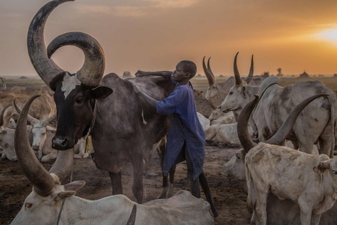 Trải nghiệm cuộc sống chăn bò của người Dinka ở Nam Sudan - Ảnh 7. Trải nghiệm cuộc sống chăn bò của người Dinka ở Nam Sudan - Ảnh 7.