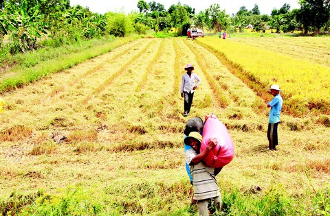 Định vị thương hiệu gạo Việt - Ảnh 1. Định vị thương hiệu gạo Việt - Ảnh 1.