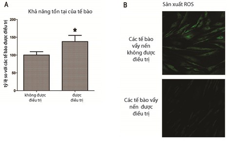 Tinh dầu thực vật giúp phục hồi tế bào bệnh vẩy nến - Ảnh 2. Tinh dầu thực vật giúp phục hồi tế bào bệnh vẩy nến - Ảnh 2.