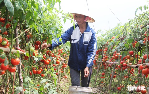 Cà chua rớt thảm còn mỗi ký 3.000 đồng, dân hái cho heo ăn - Ảnh 3. Cà chua rớt thảm còn mỗi ký 3.000 đồng, dân hái cho heo ăn - Ảnh 3.