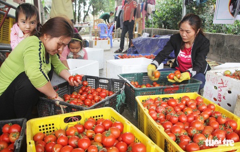 Cà chua rớt thảm còn mỗi ký 3.000 đồng, dân hái cho heo ăn - Ảnh 5. Cà chua rớt thảm còn mỗi ký 3.000 đồng, dân hái cho heo ăn - Ảnh 5.