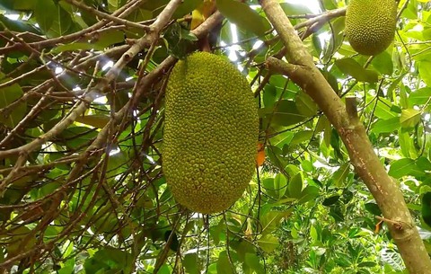 Trung Quốc săn lùng mua mít giá cao - Ảnh 1. Trung Quốc săn lùng mua mít giá cao - Ảnh 1.