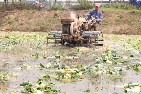 Su hào giá rẻ bèo, nông dân khốn khổ bán tống bán tháo - Ảnh 4. Su hào giá rẻ bèo, nông dân khốn khổ bán tống bán tháo - Ảnh 4.