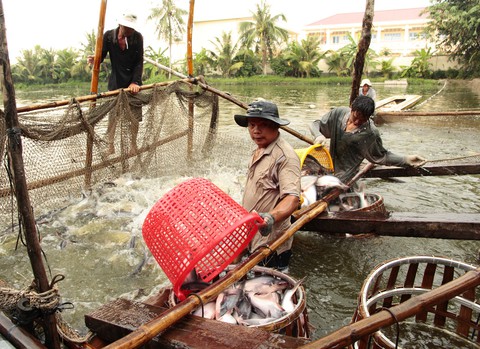 Nhìn cá tra xuất khẩu nhiều sang Trung Quốc mà lo - Ảnh 1. Nhìn cá tra xuất khẩu nhiều sang Trung Quốc mà lo - Ảnh 1.