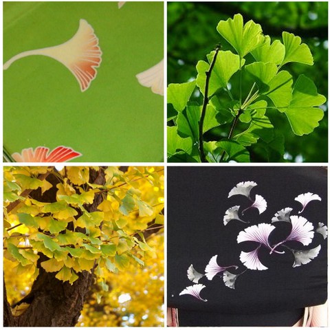 Độc đáo con đường rợp bóng bạch quả ở Nhật Bản - Ảnh 7. Độc đáo con đường rợp bóng bạch quả ở Nhật Bản - Ảnh 7.