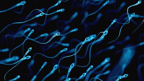 Nam giới ít tinh trùng có thể bị nhiều vấn đề sức khỏe khác - Ảnh 1. Nam giới ít tinh trùng có thể bị nhiều vấn đề sức khỏe khác - Ảnh 1.