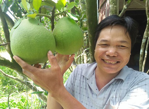 Bưởi sạch đánh bật bưởi Trung Quốc - Ảnh 1. Bưởi sạch đánh bật bưởi Trung Quốc - Ảnh 1.