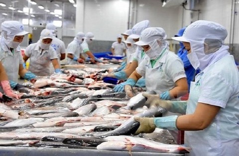 Cá tra Việt Nam “hết đường” sang Mỹ? - Ảnh 1. Cá tra Việt Nam “hết đường” sang Mỹ? - Ảnh 1.