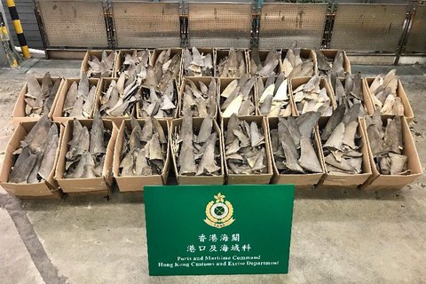 Thâm nhập trung tâm mua bán vi cá mập Hong Kong - Ảnh 4. Thâm nhập trung tâm mua bán vi cá mập Hong Kong - Ảnh 4.