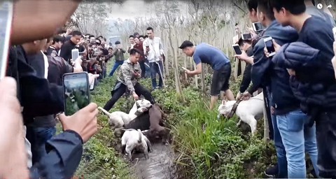 Cho chó săn cắn xé heo rừng: thú vui hay man rợ? - Ảnh 1. Cho chó săn cắn xé heo rừng: thú vui hay man rợ? - Ảnh 1.