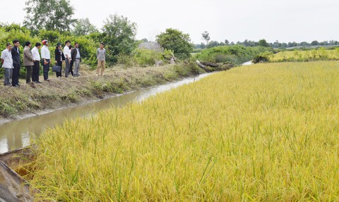 Trồng lúa đỏ ở Đồng chó ngáp - Ảnh 1. Trồng lúa đỏ ở Đồng chó ngáp - Ảnh 1.