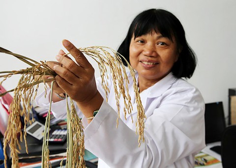 Trồng lúa ở miền Tây: chịu mặn chi bằng né mặn - Ảnh 1. Trồng lúa ở miền Tây: chịu mặn chi bằng né mặn - Ảnh 1.
