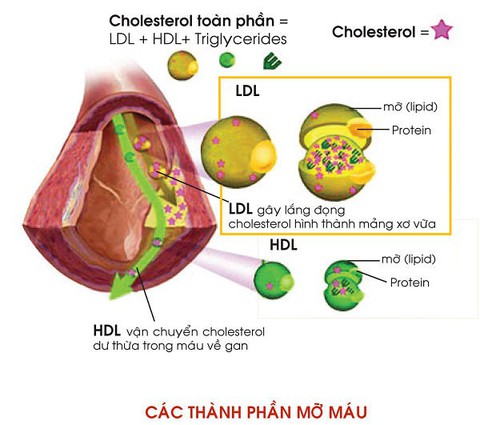 Các loại thành phần chính của lipid máu - Ảnh 1. Các loại thành phần chính của lipid máu - Ảnh 1.