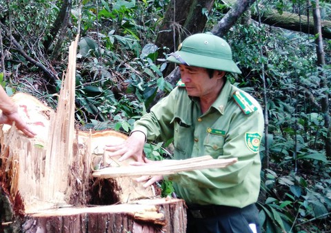 Quảng Nam kỷ luật lãnh đạo kiểm lâm vì vụ phá rừng Tiên Lãnh - Ảnh 2. Quảng Nam kỷ luật lãnh đạo kiểm lâm vì vụ phá rừng Tiên Lãnh - Ảnh 2.