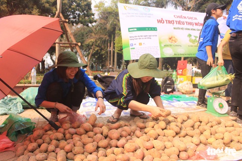 Giá giải cứu khoai tây: 12.000 đồng/kg, su hào: 3.000, củ cải: 4.500 - Ảnh 3. Giá giải cứu khoai tây: 12.000 đồng/kg, su hào: 3.000, củ cải: 4.500 - Ảnh 3.
