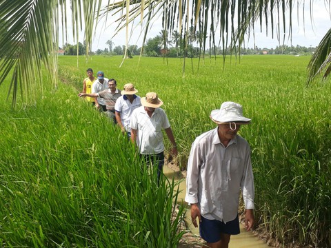 Trồng lúa không còn sợ nước mặn - Ảnh 1. Trồng lúa không còn sợ nước mặn - Ảnh 1.