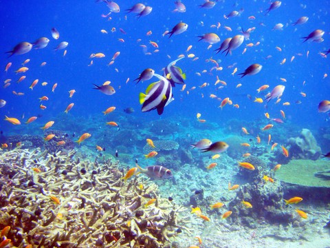 Curaçao: đến nơi nắng ngập tràn ngắm nữ hoàng - Ảnh 5. Curaçao: đến nơi nắng ngập tràn ngắm nữ hoàng - Ảnh 5.