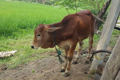 Tỉnh cấp bò giống, xã chia người nhà cán bộ làm thịt - Ảnh 1. Tỉnh cấp bò giống, xã chia người nhà cán bộ làm thịt - Ảnh 1.
