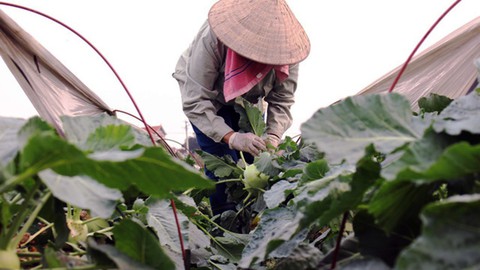 9 lợi ích bất ngờ của su hào - Ảnh 1. 9 lợi ích bất ngờ của su hào - Ảnh 1.