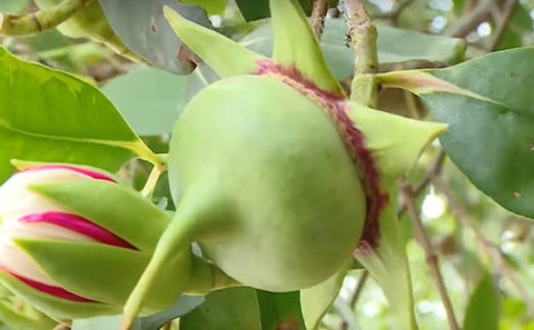 bần 3 bần 3