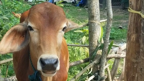 5 hộ đã bán bò giống sẵn sàng nộp lại tiền Nhà nước hỗ trợ - Ảnh 1. 5 hộ đã bán bò giống sẵn sàng nộp lại tiền Nhà nước hỗ trợ - Ảnh 1.