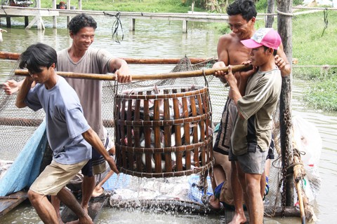 Phải làm mới ngành cá tra - Ảnh 2. Phải làm mới ngành cá tra - Ảnh 2.