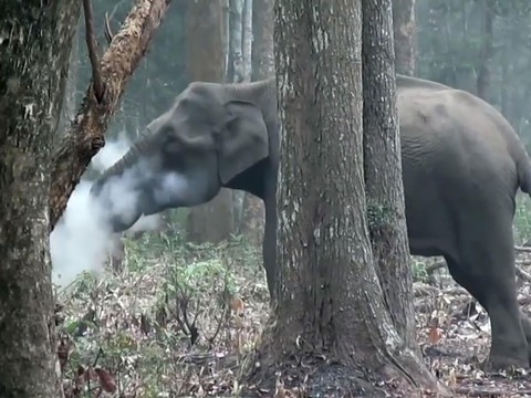 Video voi ‘nhả khói’ làm bối rối khoa học gia - Ảnh 2. Video voi ‘nhả khói’ làm bối rối khoa học gia - Ảnh 2.
