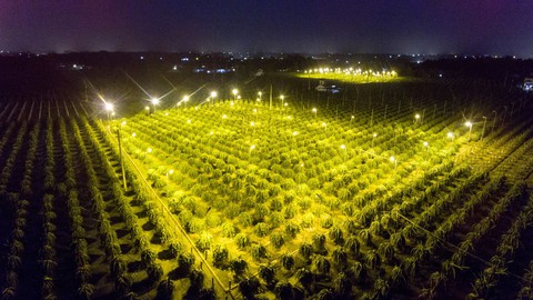 Xông thanh long từ trên trời - Ảnh 1. Xông thanh long từ trên trời - Ảnh 1.