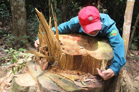 Bắt quả tang vụ phá rừng phòng hộ Sông Kôn - Ảnh 1. Bắt quả tang vụ phá rừng phòng hộ Sông Kôn - Ảnh 1.