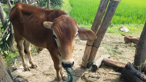 Khi dân thì gian, cán bộ thì dối trên lừa dưới, bao giờ thoát nghèo? - Ảnh 1. Khi dân thì gian, cán bộ thì dối trên lừa dưới, bao giờ thoát nghèo? - Ảnh 1.
