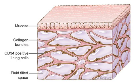 Phát hiện bộ phận mới trong cơ thể người - Ảnh 1. Phát hiện bộ phận mới trong cơ thể người - Ảnh 1.