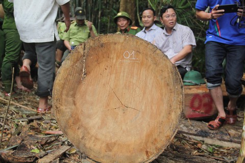 Rừng phòng hộ Sông Kôn bị xẻ thịt như thế nào? - Ảnh 5. Rừng phòng hộ Sông Kôn bị xẻ thịt như thế nào? - Ảnh 5.
