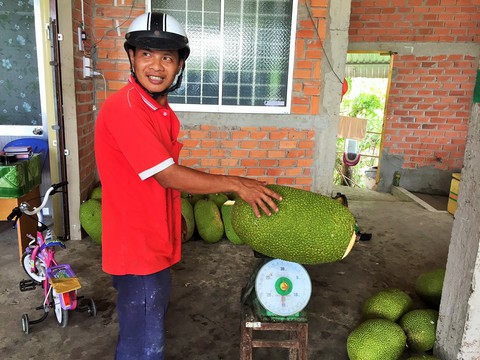 Giá mít Thái cao kỷ lục, một triệu đồng một trái 20 kí - Ảnh 2. Giá mít Thái cao kỷ lục, một triệu đồng một trái 20 kí - Ảnh 2.