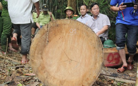 Gỗ quý ở rừng Quảng Nam bị hạ sát - Ảnh 1. Gỗ quý ở rừng Quảng Nam bị hạ sát - Ảnh 1.
